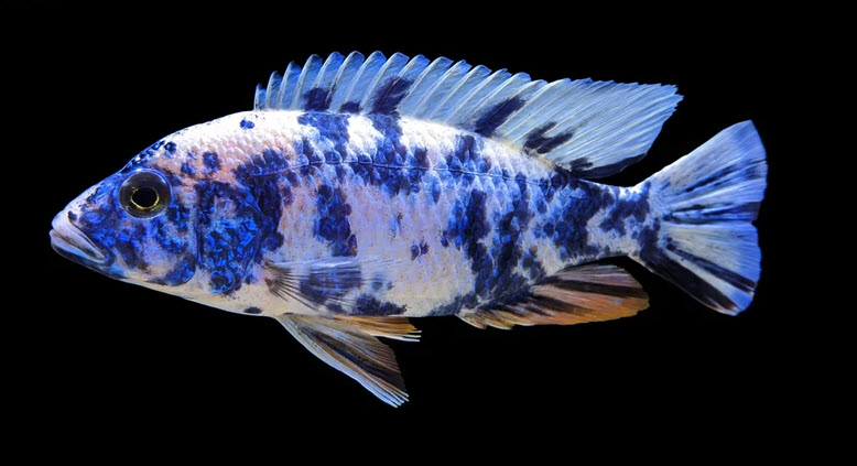 https://aquariumscience.org/wp-content/uploads/2021/10/Sciaenochromis-fryeri-OB-Hybrid-25.jpg