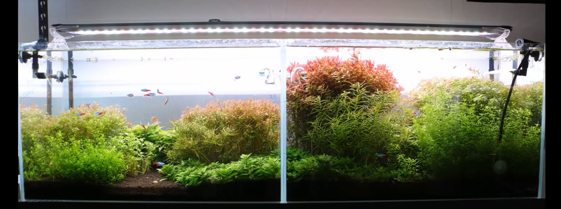 Side by Side Test of CO2 systems in two Aquariums