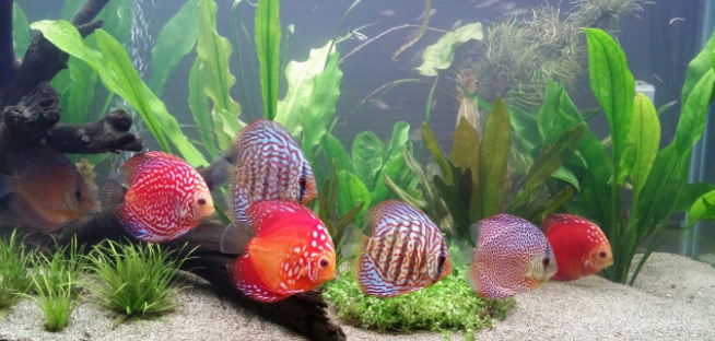 Discus in Less than Optimum Water