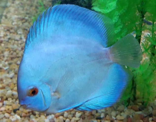 Symphysodon aequifasciatus Discus Cobalt Blue