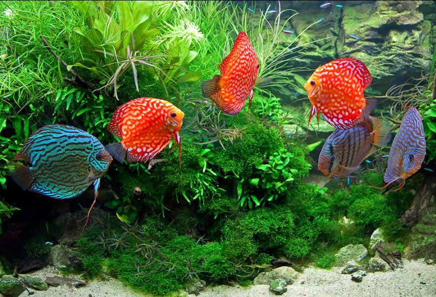 Group of Discus in the Aquarium