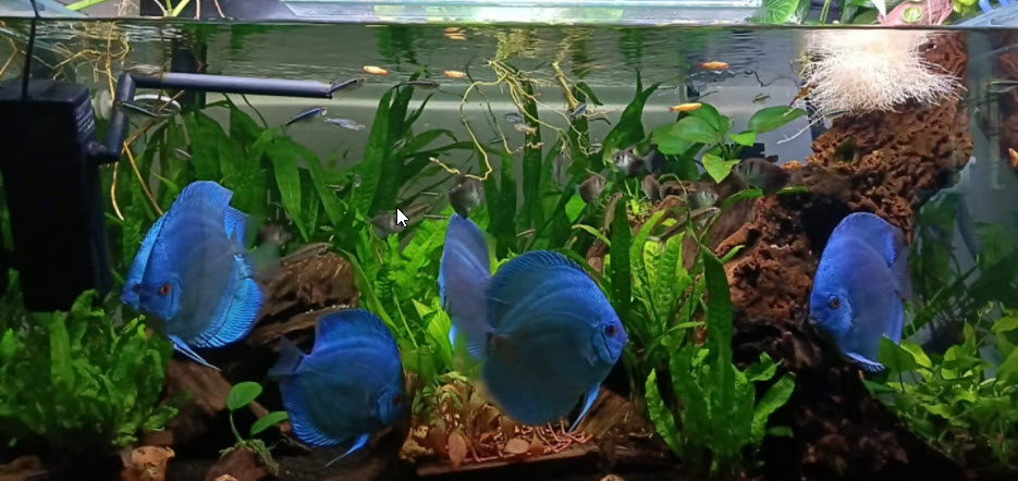 Aquarium with Blue Discus