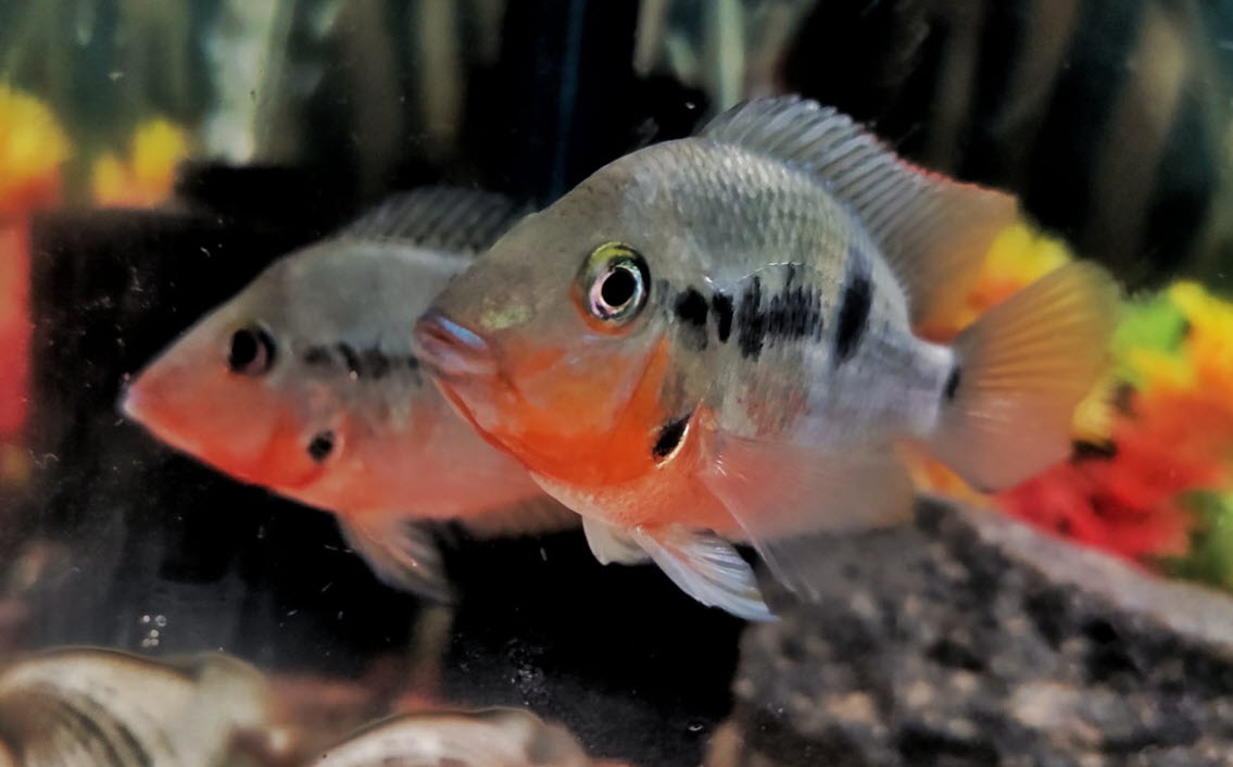 Thorichthys meeki Firemouth Cichlid