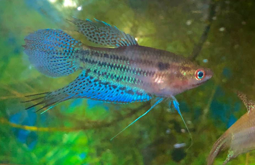 https://aquariumscience.org/wp-content/uploads/2021/10/Trichopsis-vittata-Crooking-Gourami-55.jpg