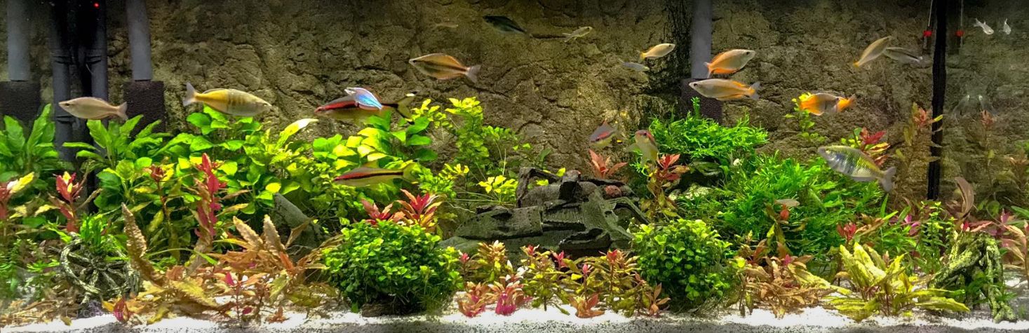 Lots of Fish with Some Plants