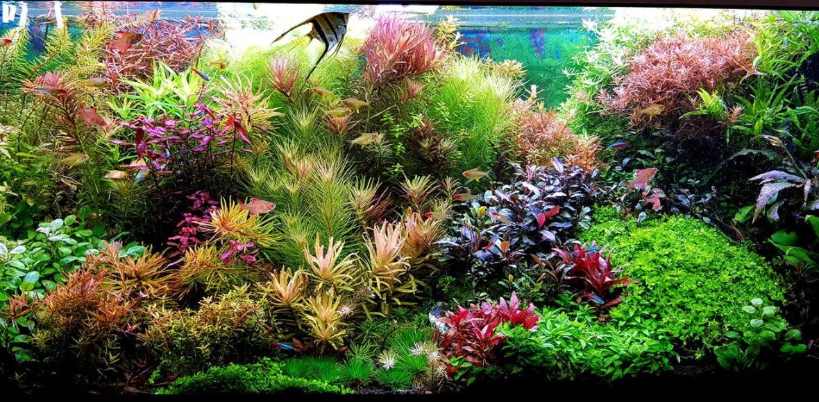 High Tech planted aquarium