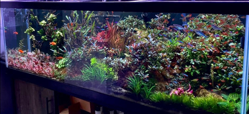 High Tech planted aquarium