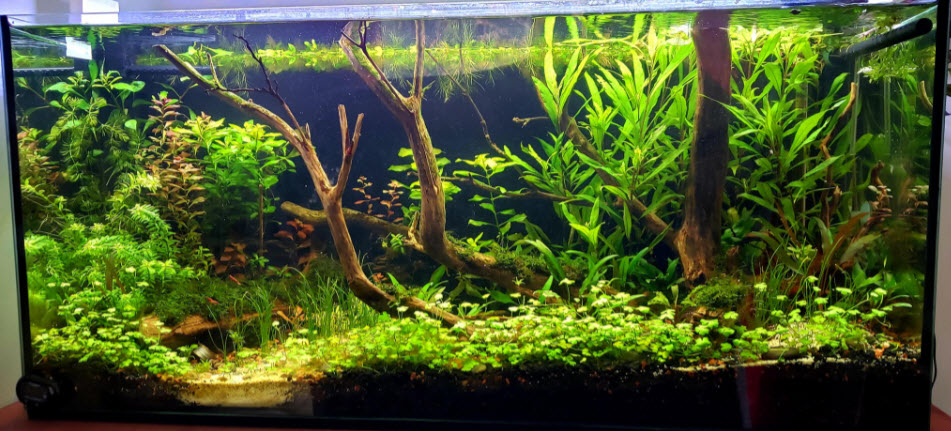 High Tech Planted Aquarium