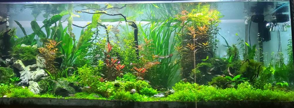 High Tech Planted Aquarium