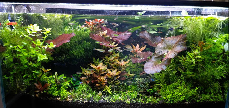 High Tech Planted Aquarium