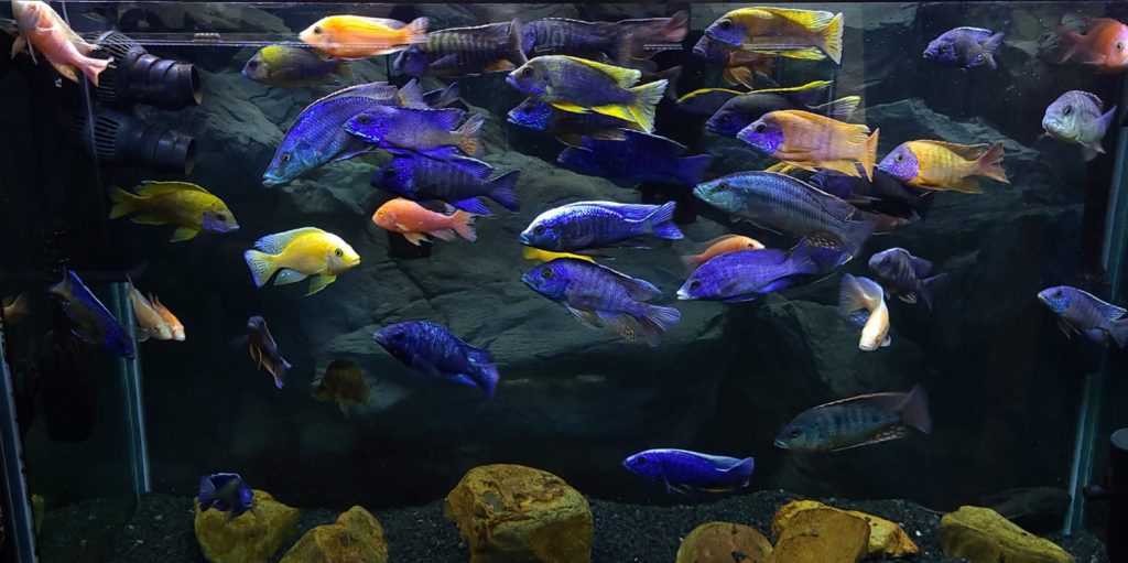 17. Aquarium Fish Selection