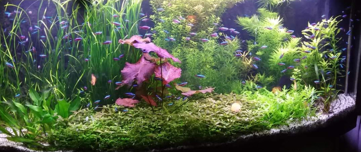 High Tech Planted Aquarium