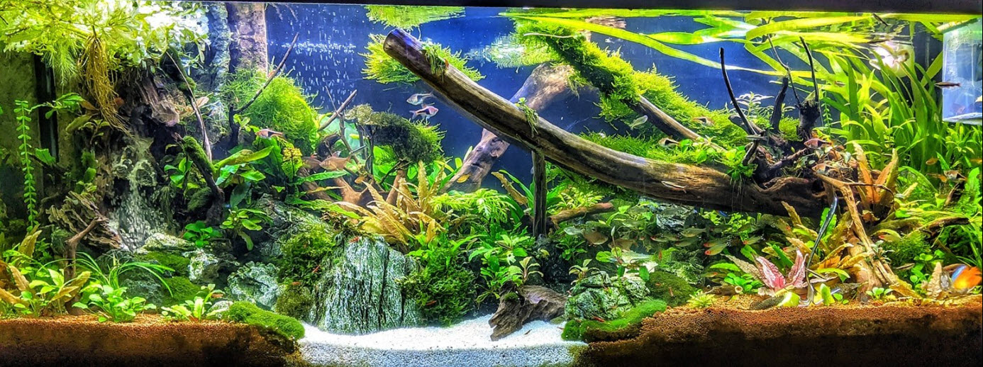 High Tech Planted Aquarium