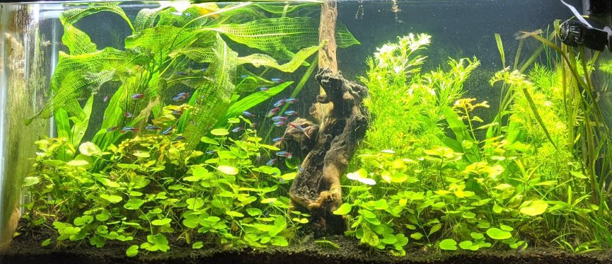 High Tech Planted Aquarium