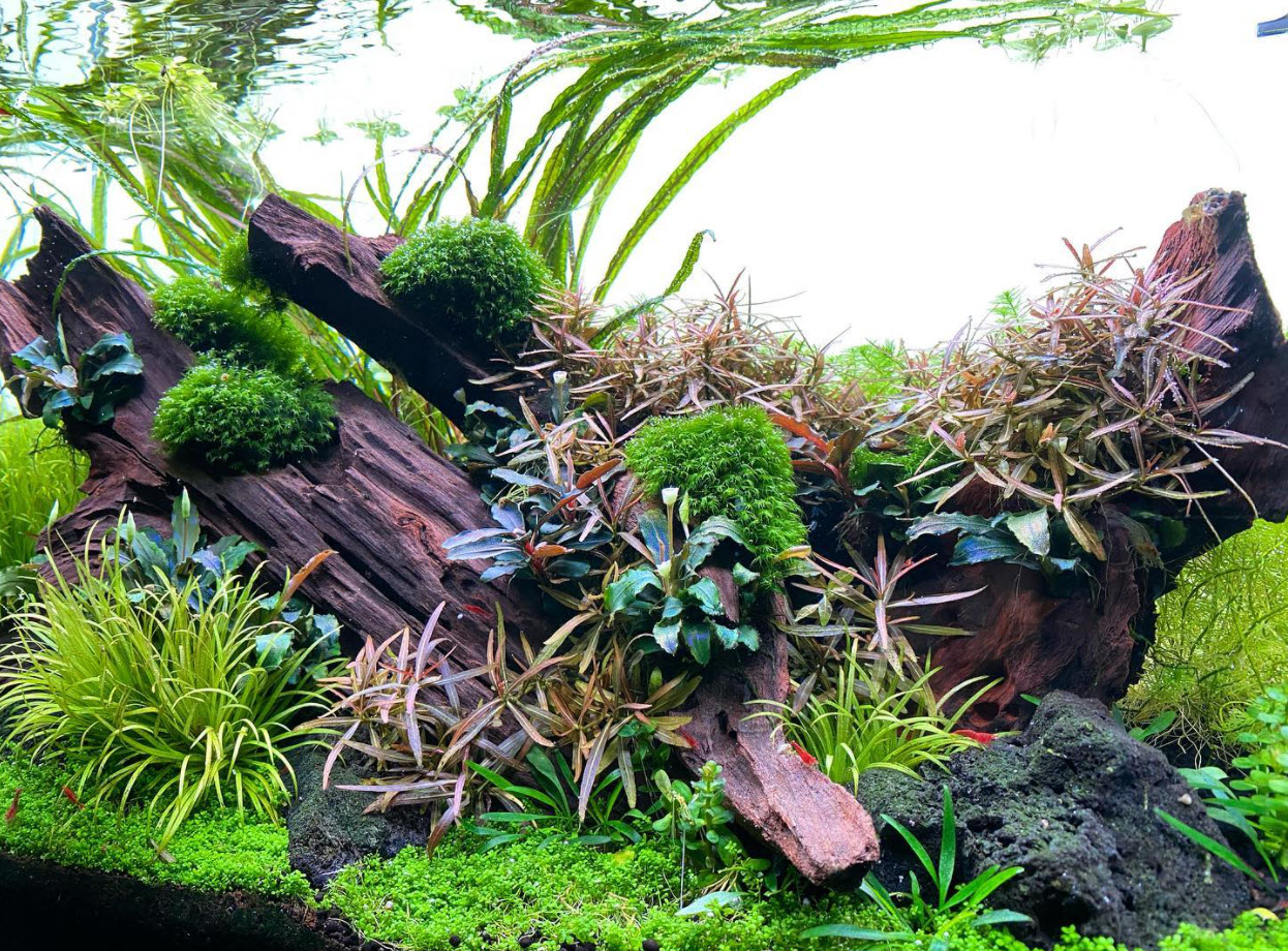 High Tech Planted Aquarium