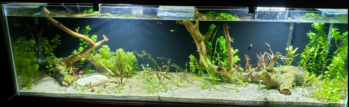 Starter Planted Aquarium