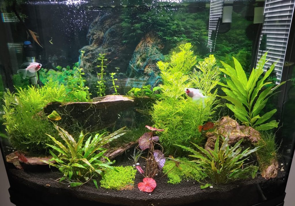 Substrates for a Planted Aquarium