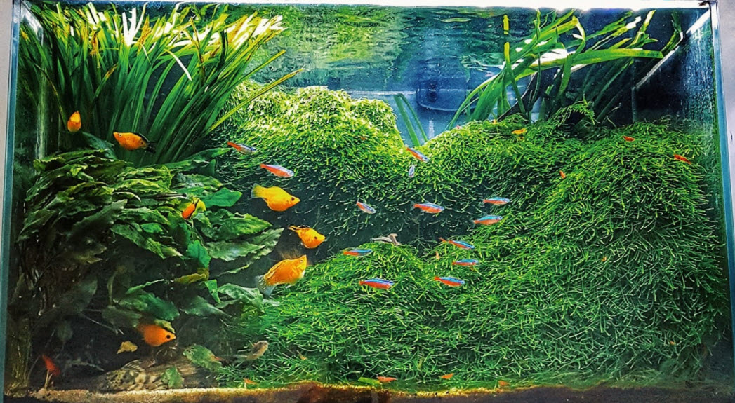 High Tech Planted Aquarium