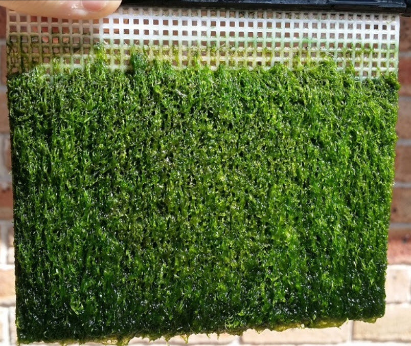 Algae Scrubber Pad