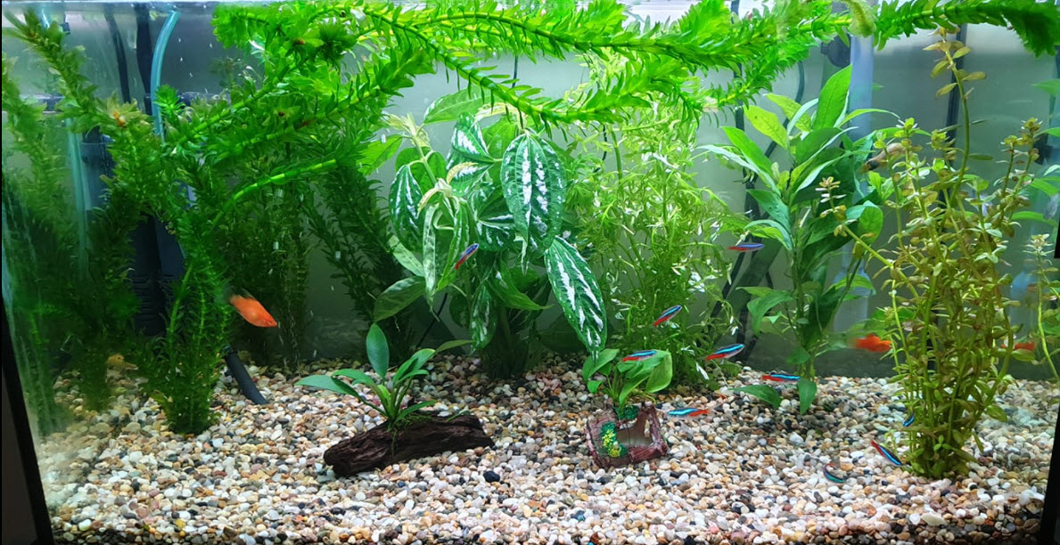"Aquarium with Plants"