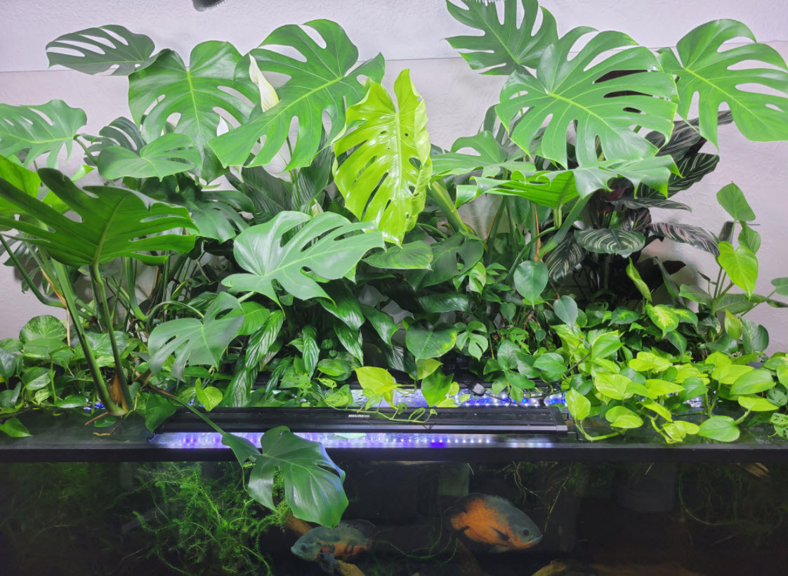 Monstera and Peace Lily Growing from an Aquarium