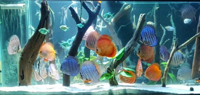 Discus fish tank outlet setup