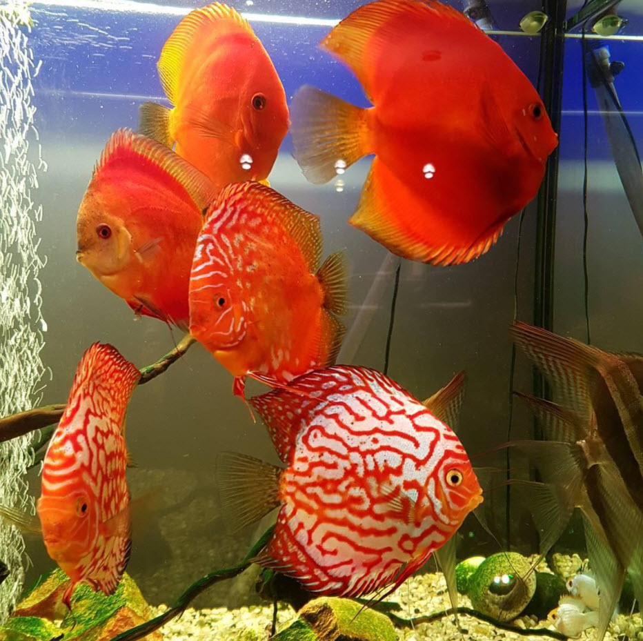 Discus Aquarium