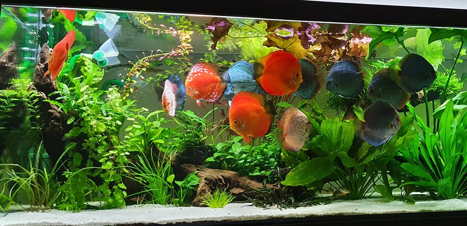 Discus tank outlet setup