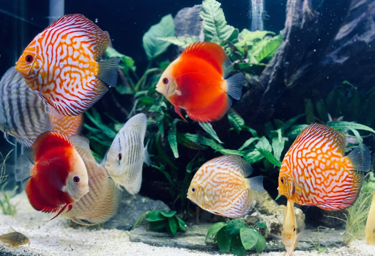 Discus Aquarium