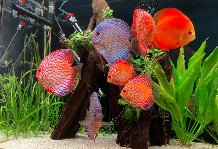 Discus Aquarium