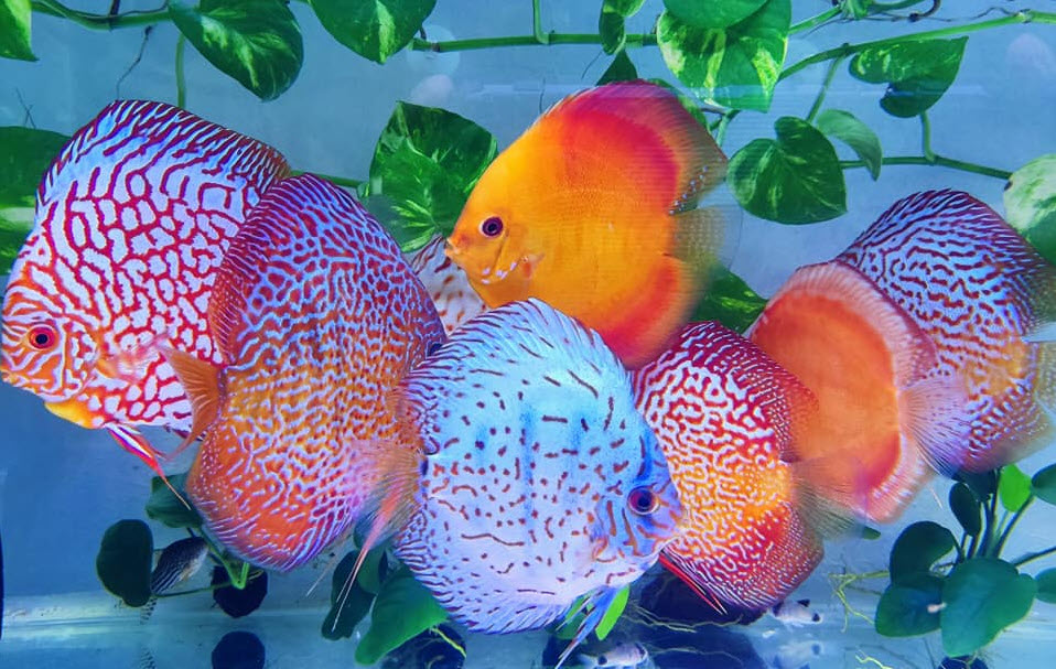 Discus Aquarium