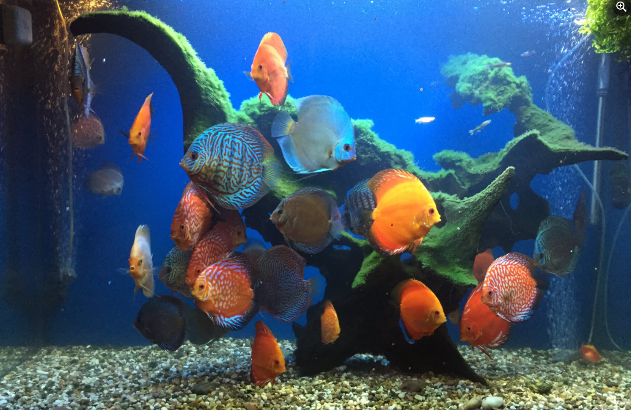 Discus Aquarium