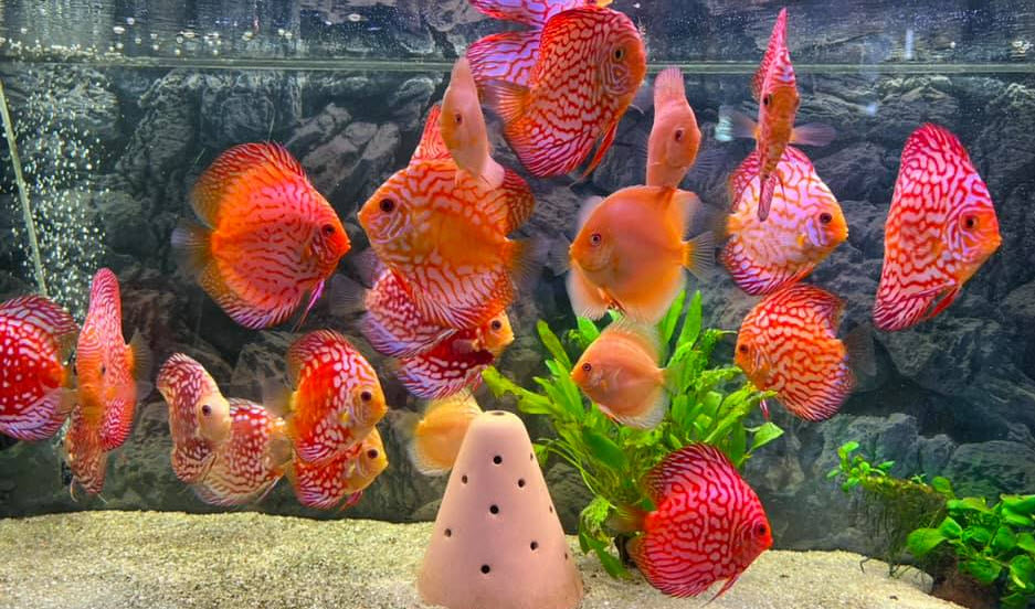 Discus Aquarium