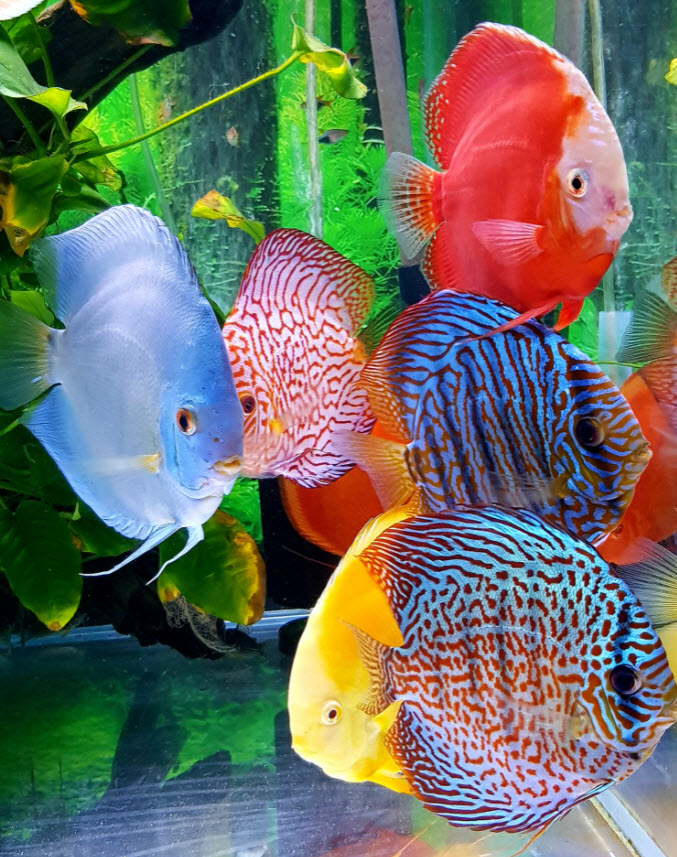 Discus Aquarium