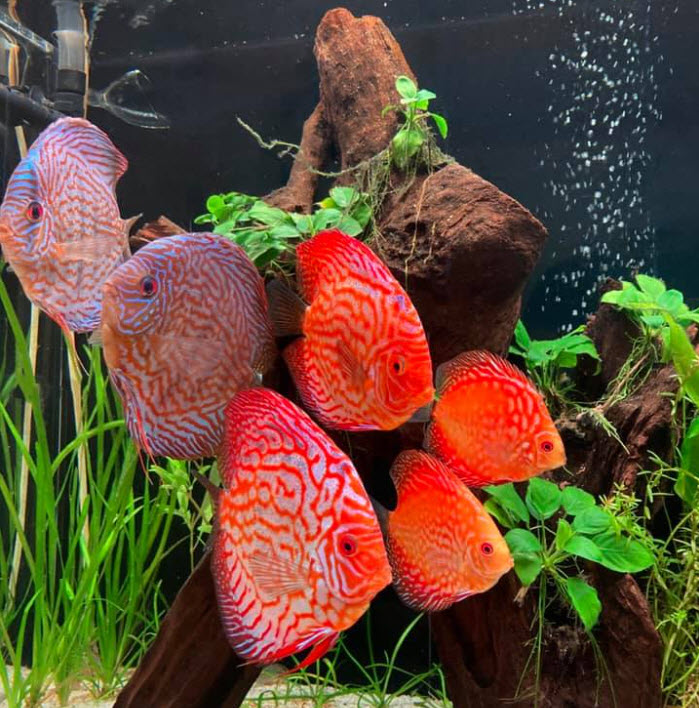 Discus Aquarium