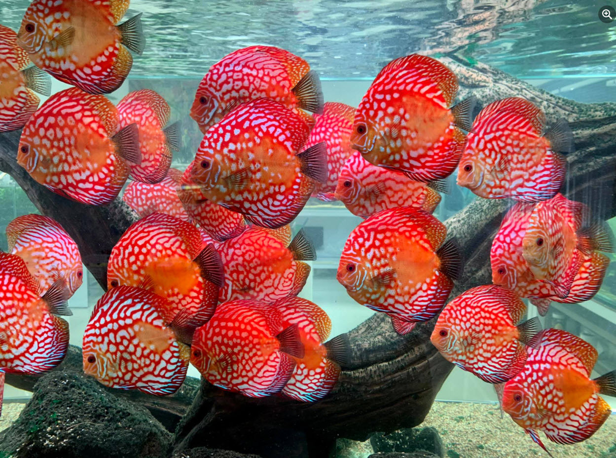 Discus Aquarium