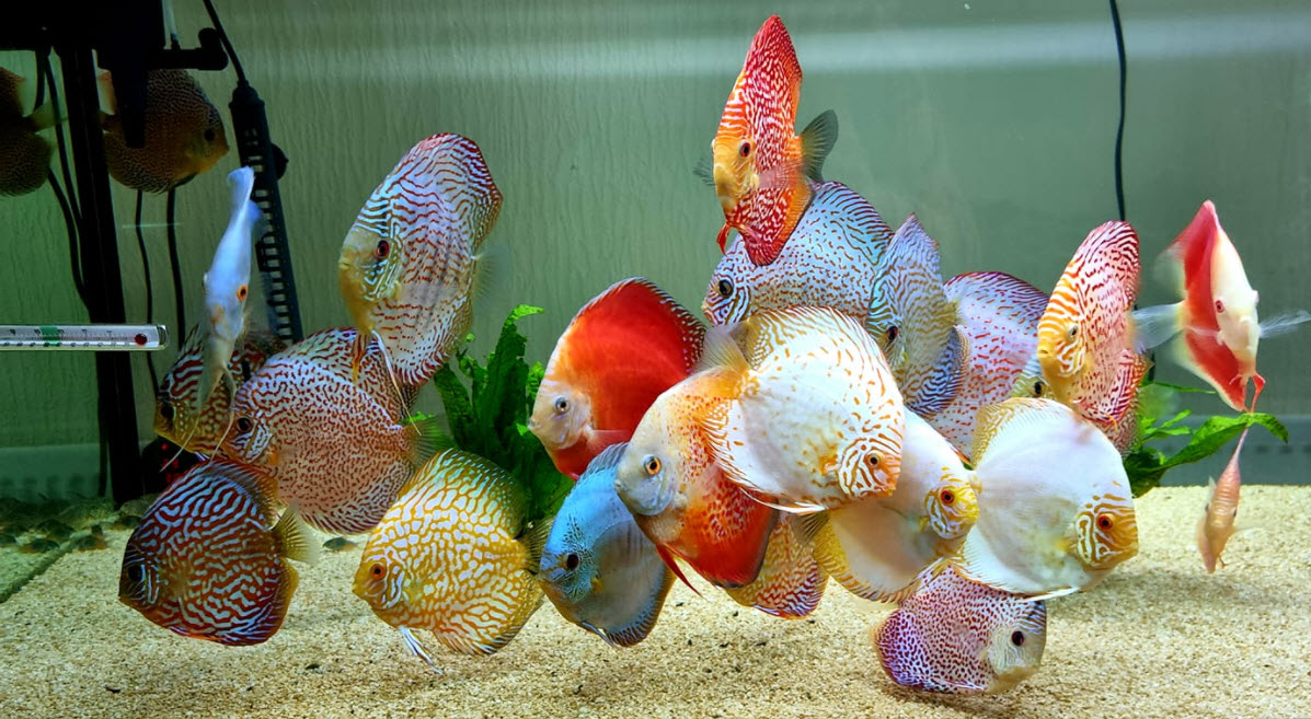 Discus Aquarium