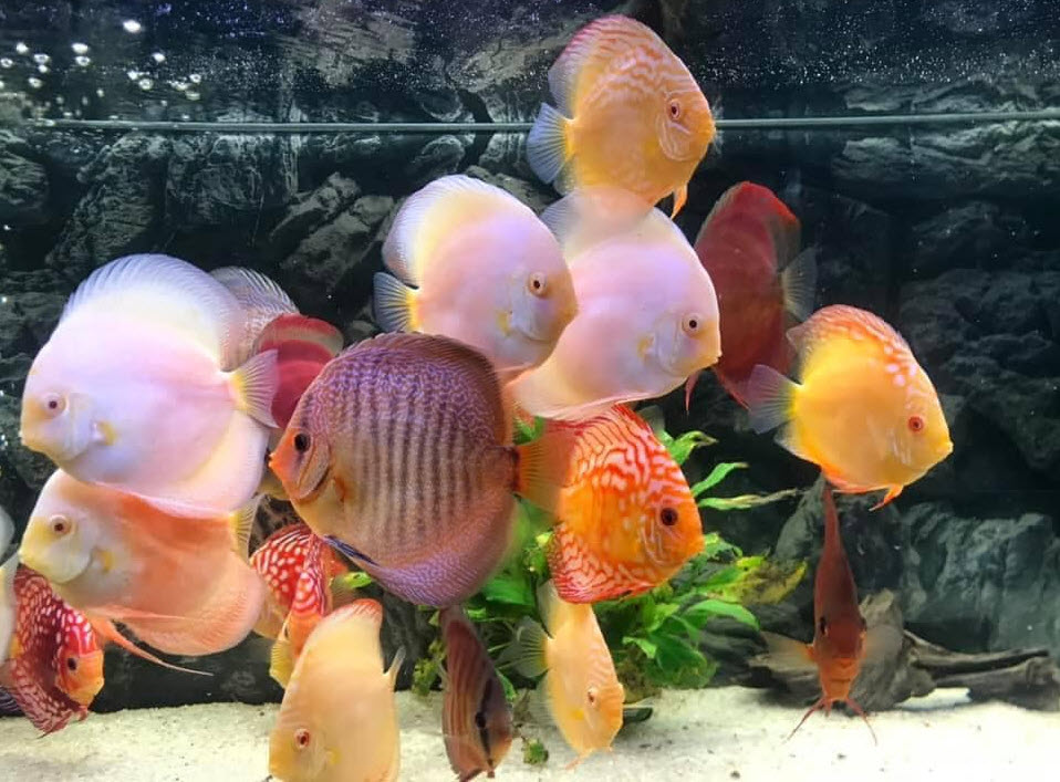 Discus Aquarium