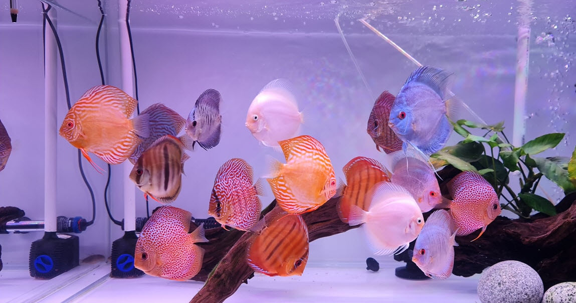 Discus Aquarium