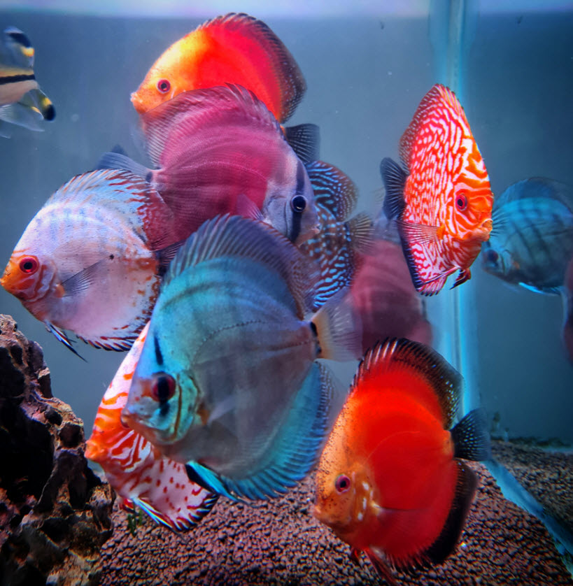 Discus Aquarium