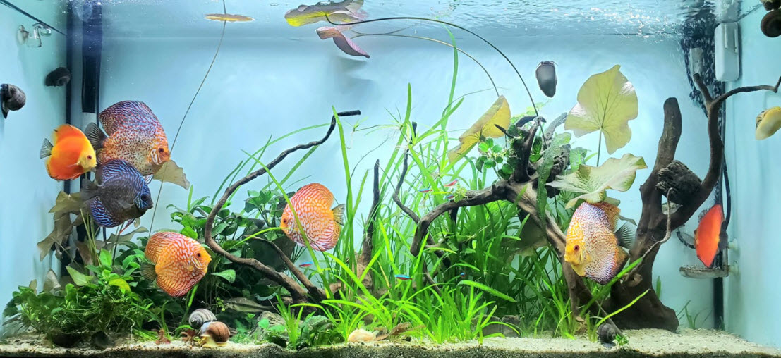 Discus Aquarium