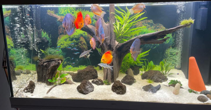 Discus Aquarium