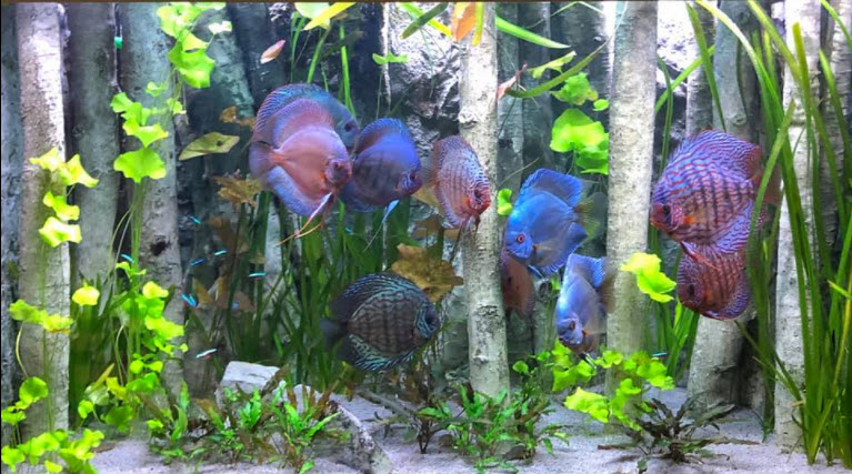 Discus Aquarium