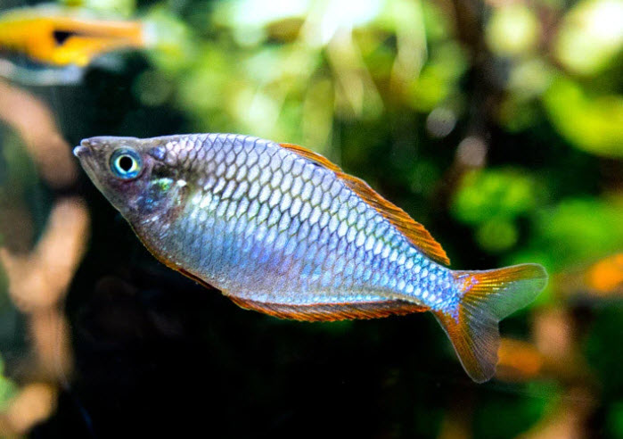 Dwarf Blue Rainbowfish