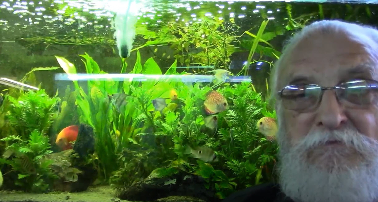 "Father Fish" Aquarium