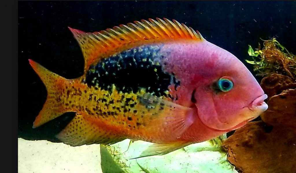 image of a tropical fish Vieja Bifasciatus