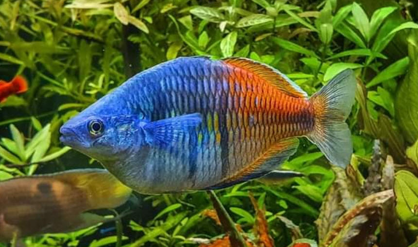 Melanotaenia boesemani, Boesemani rainbowfish