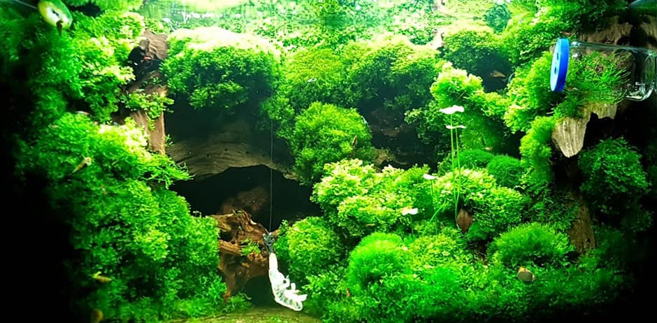 Planted aquarium