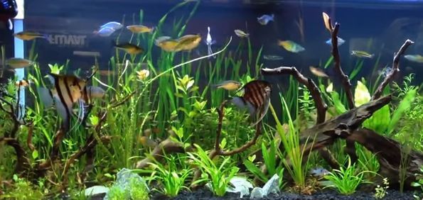 planted aquarium with many fish