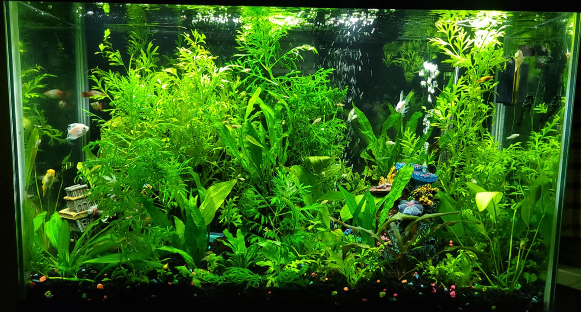 Plants in an Aquarium